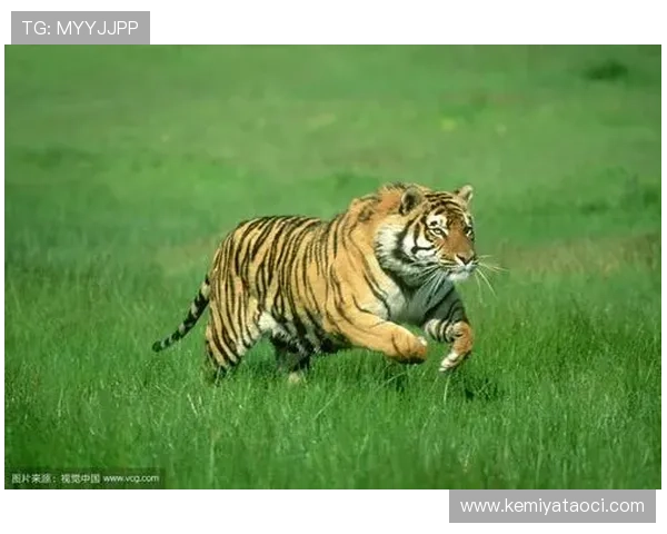 深入分析PT老虎机的奖池机制，帮助玩家理解奖金分配与赢取概率